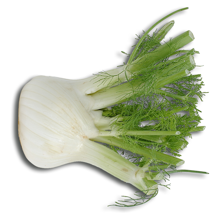 Fennel Bulb